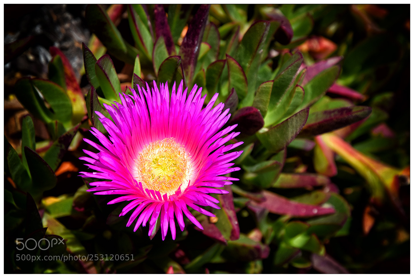Nikon D5300 sample photo. A touch of colour photography