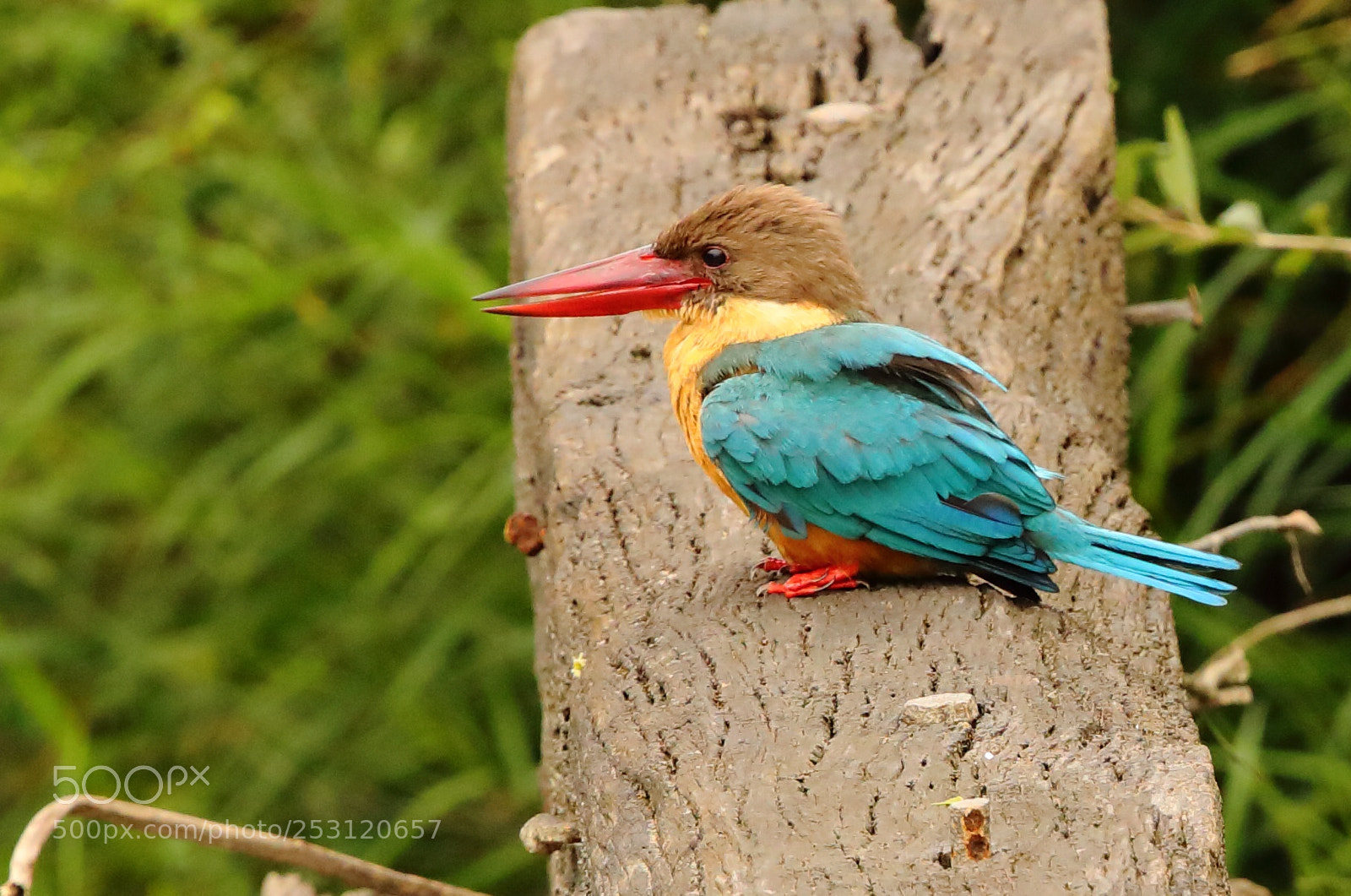 Canon EOS 5D Mark IV sample photo. Stork billed kingfisher photography