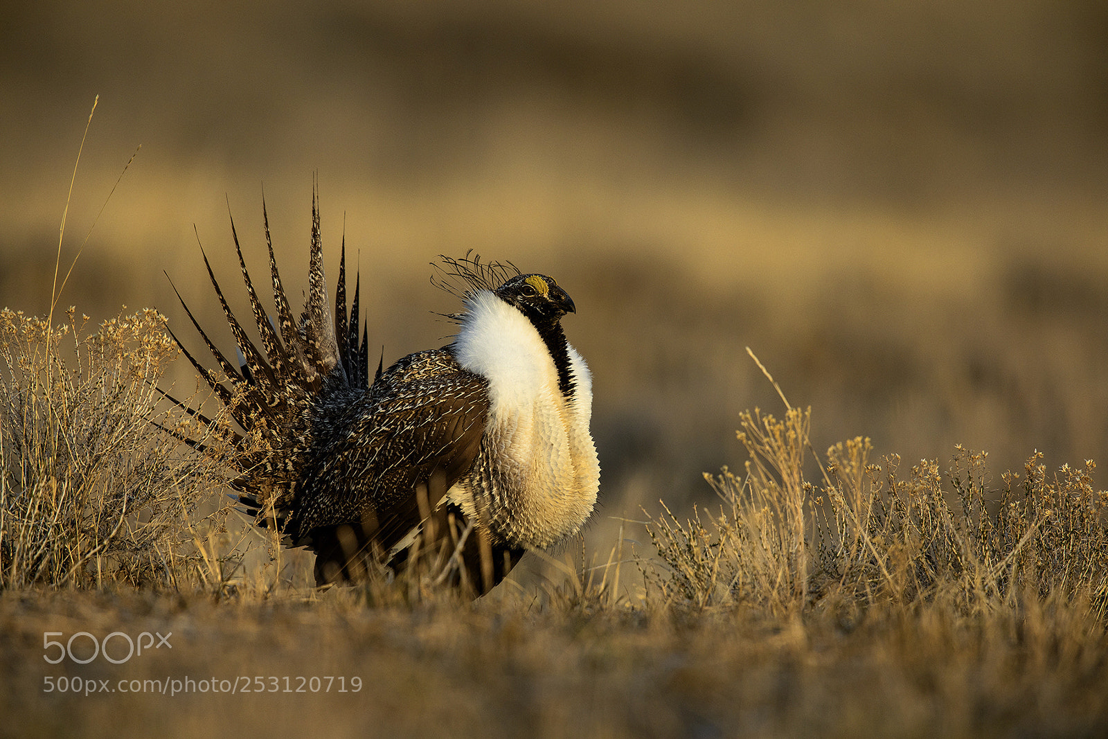 Canon EOS 5D Mark IV sample photo. Sage grouse photography