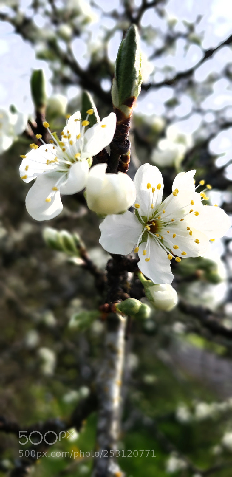 Samsung Galaxy S9 sample photo. In bloom photography