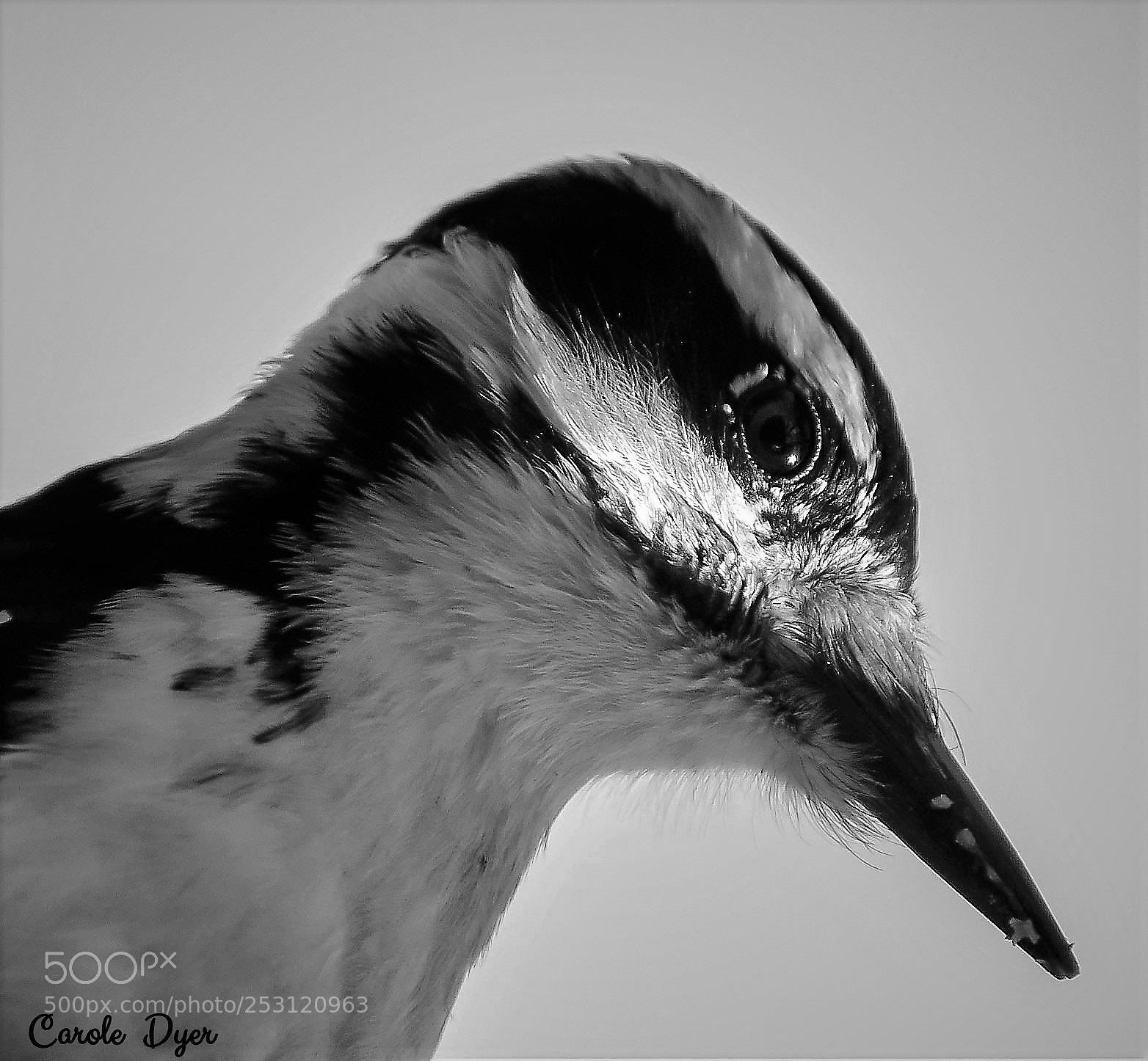 Nikon D5600 sample photo. Hairy wood|pecker photography