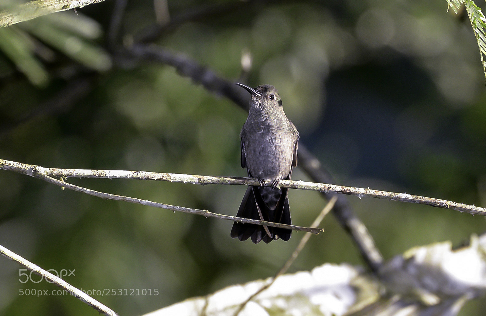 Nikon D610 sample photo. Sombre hummingbird photography