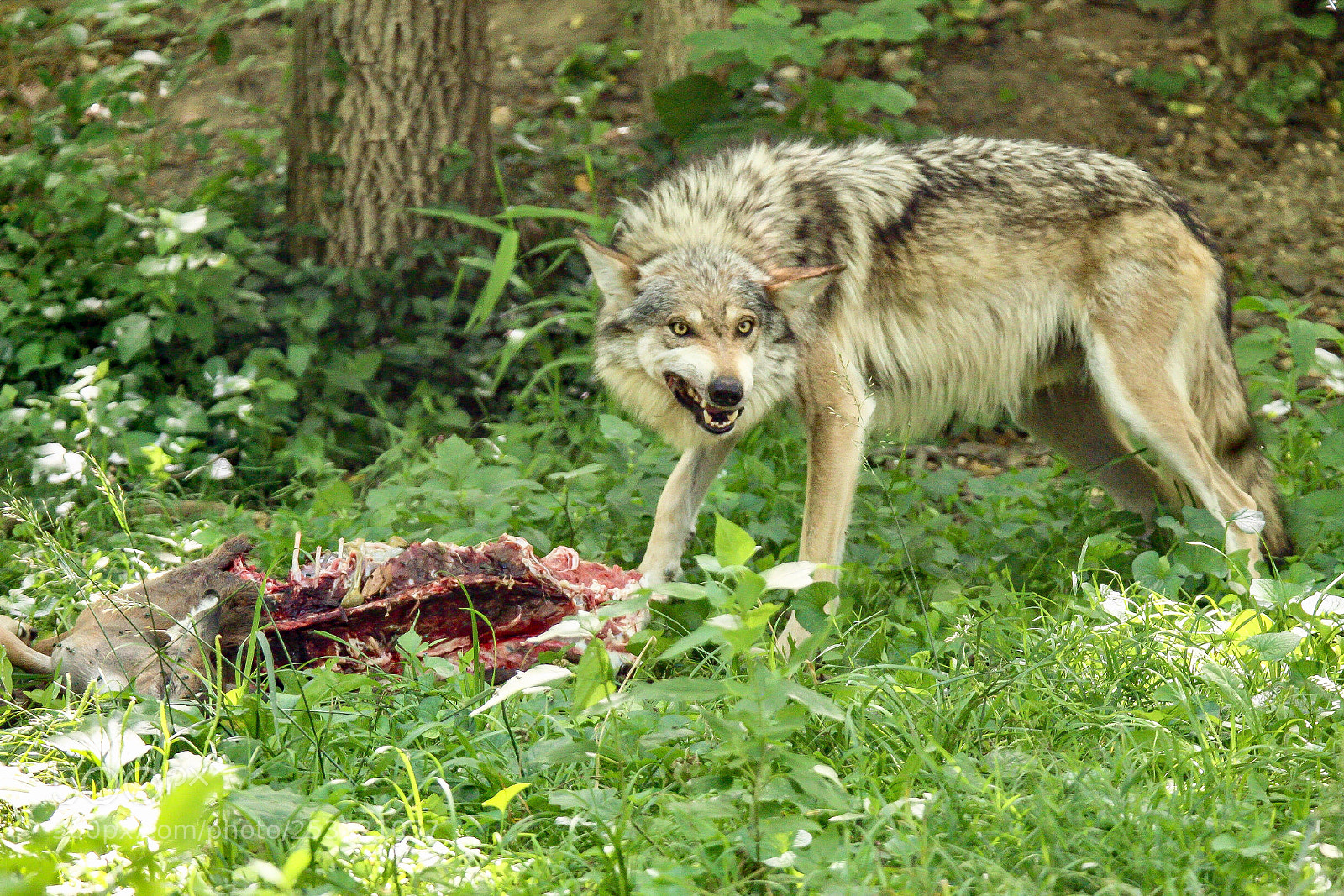 Canon EOS 70D sample photo. A wolf finishing off photography