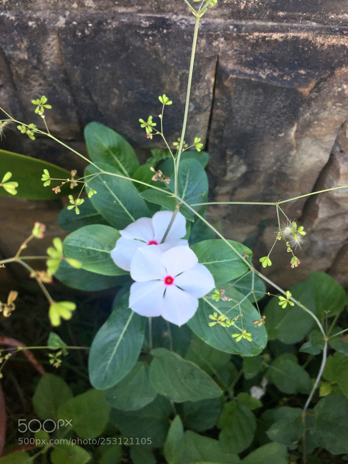 Apple iPhone 6s sample photo. Untitled photography