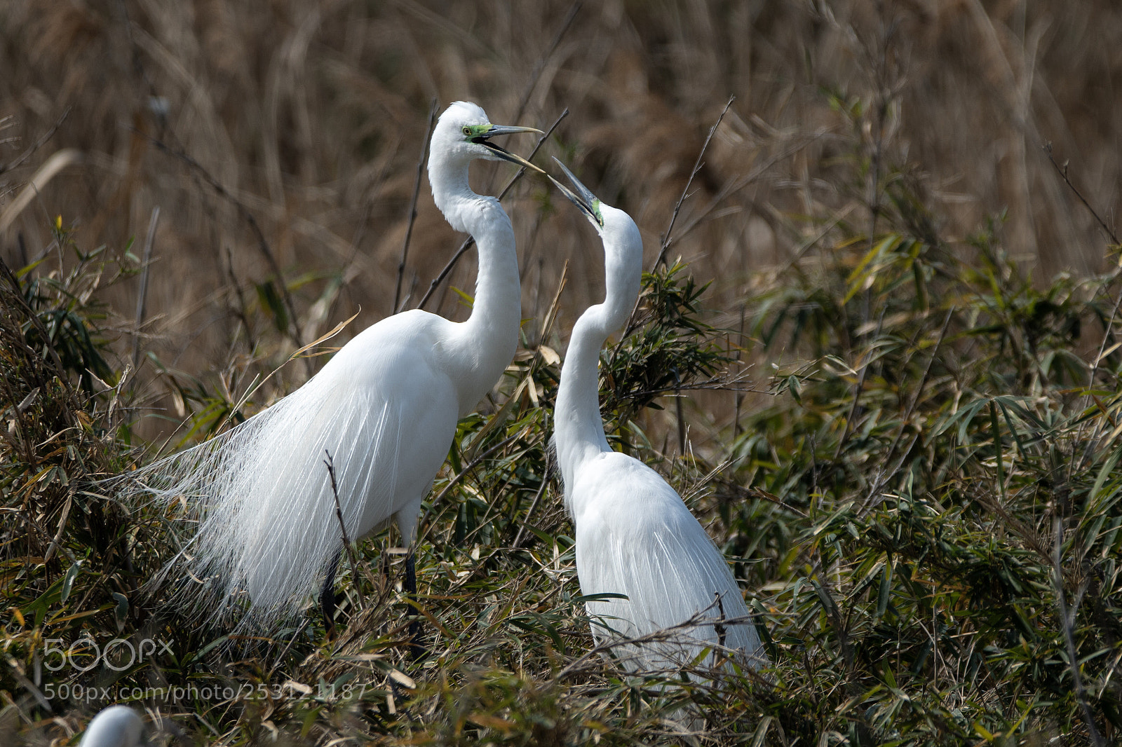 Nikon D500 sample photo. Great egrets photography