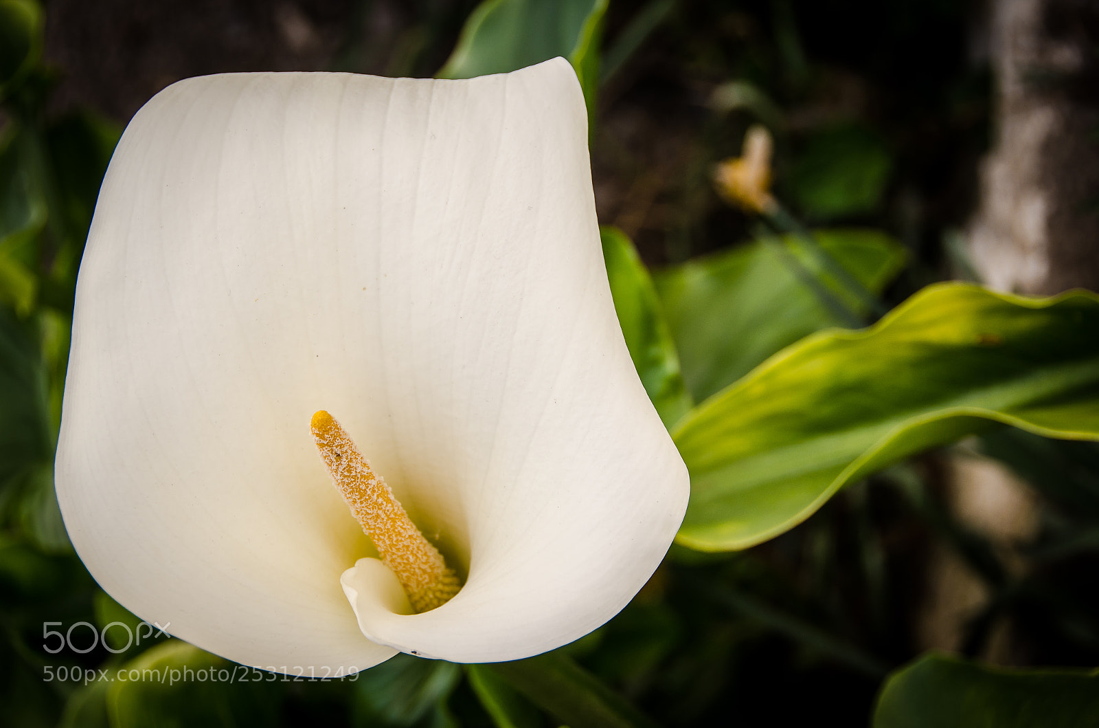 Nikon D7000 sample photo. Arum lily photography