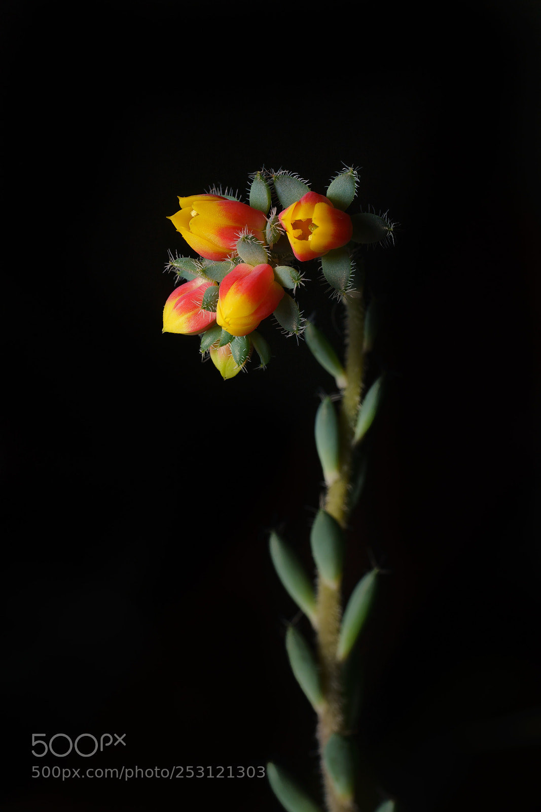Sony a7R III sample photo. Flower photography