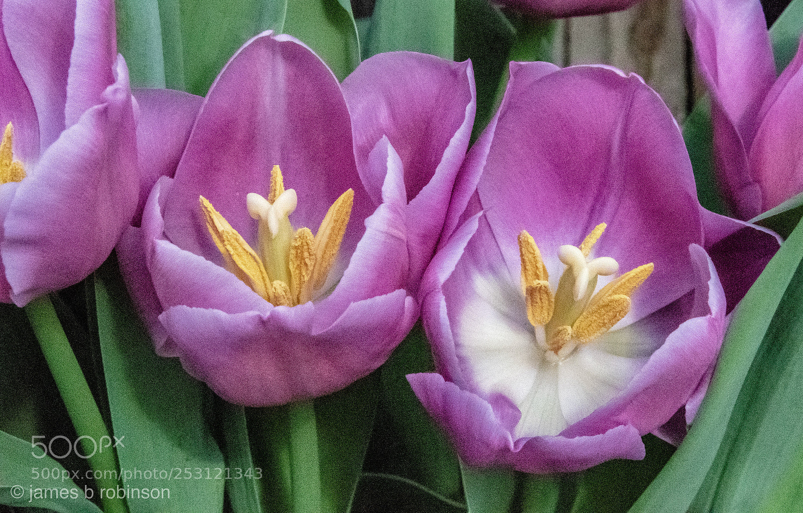 Nikon D500 sample photo. Pollen photography
