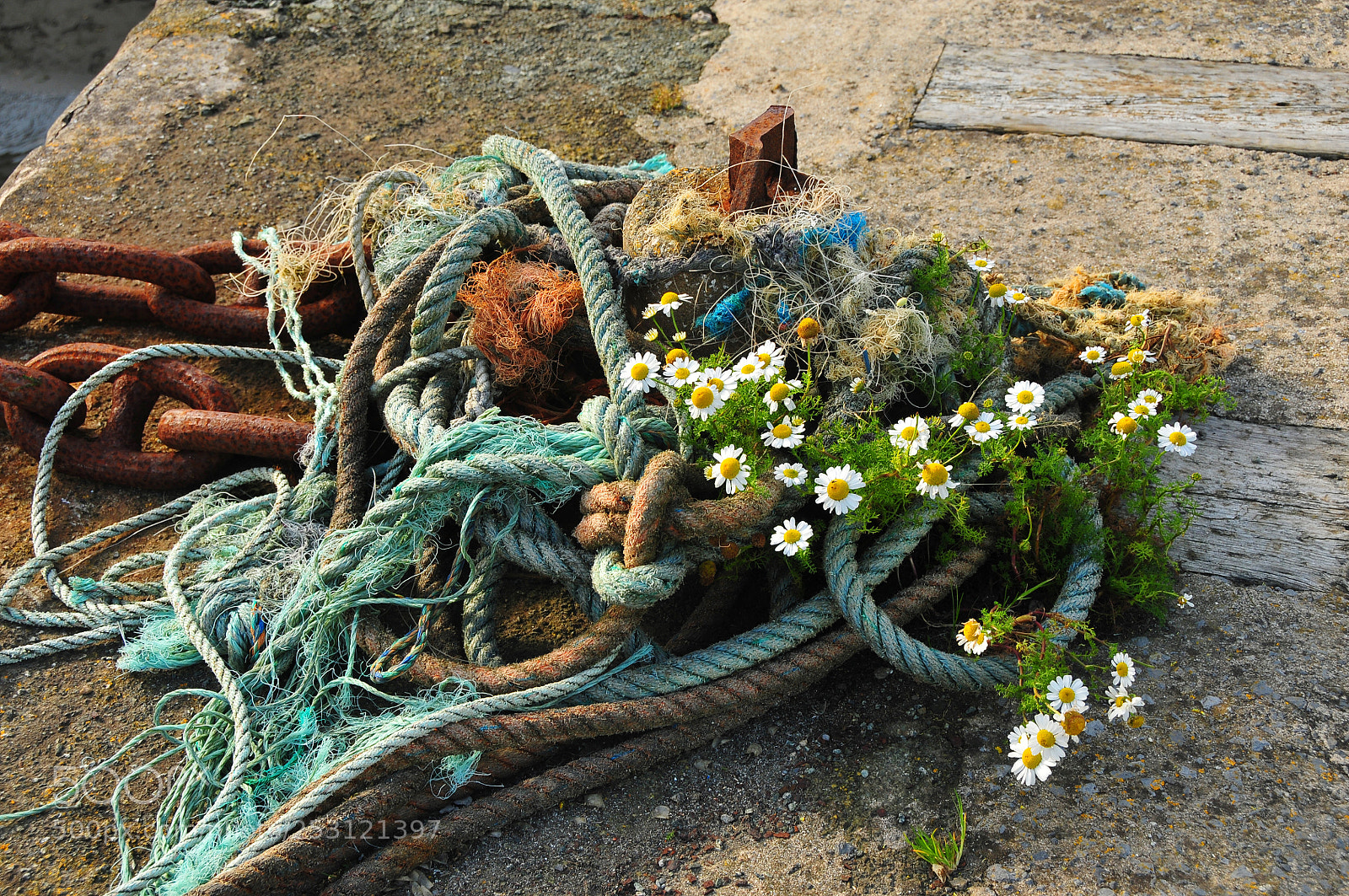 Nikon D300 sample photo. Porthgain flowers, pembrokeshire photography
