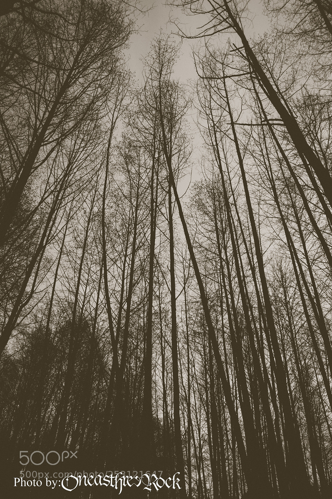 Canon EOS 700D (EOS Rebel T5i / EOS Kiss X7i) sample photo. A forest photography