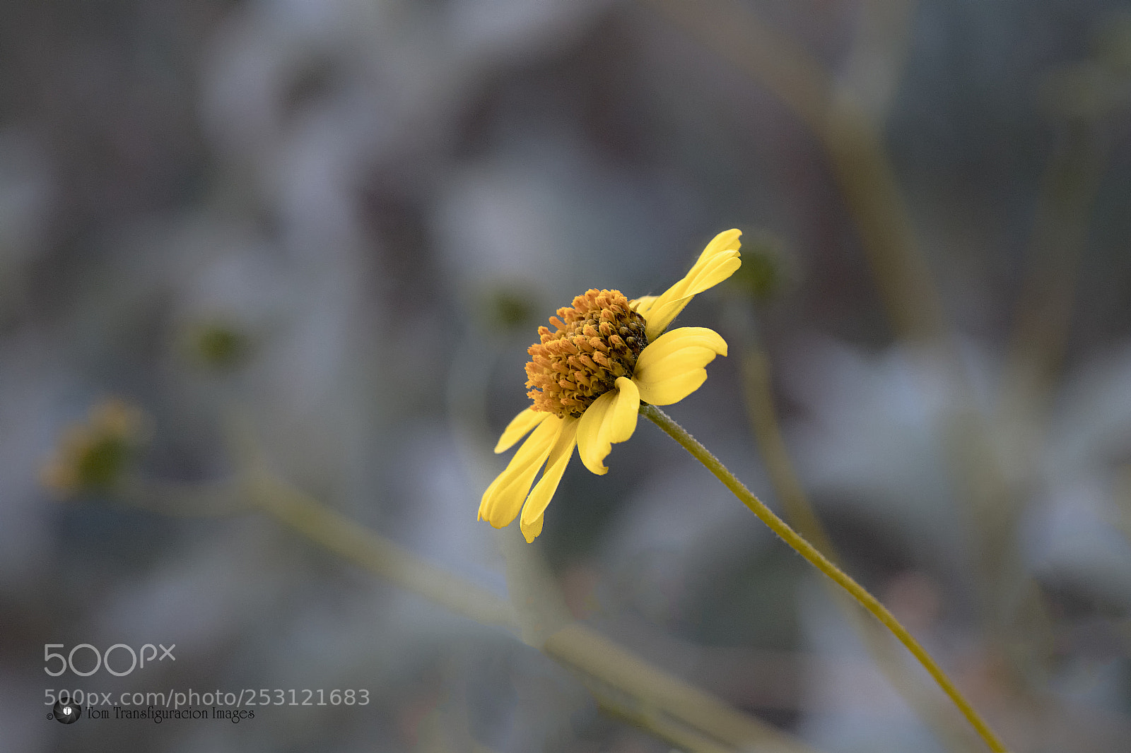 Nikon D500 sample photo. Delighted photography