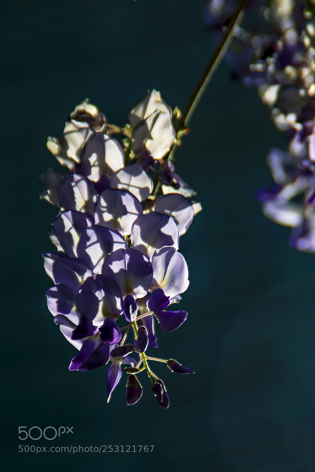 Canon EOS 600D (Rebel EOS T3i / EOS Kiss X5) sample photo. 紫藤光影 photography