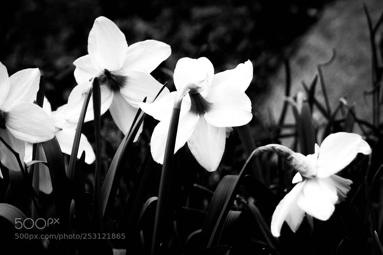 Sony a6000 sample photo. Daffodills photography