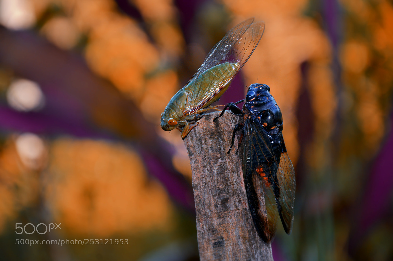 Nikon D7100 sample photo. Untitled photography