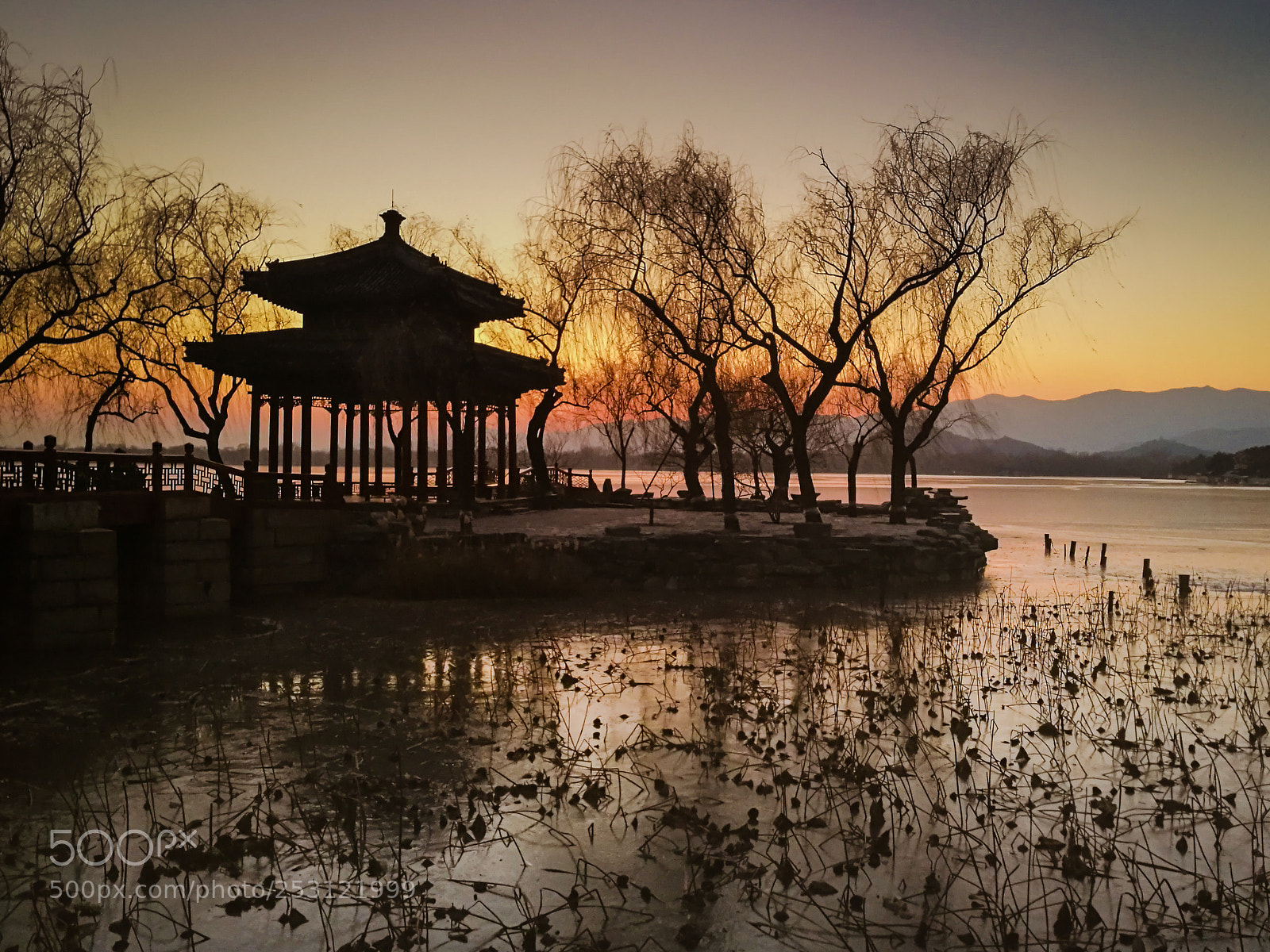 HUAWEI P9 sample photo. Historical chinese camellia photography