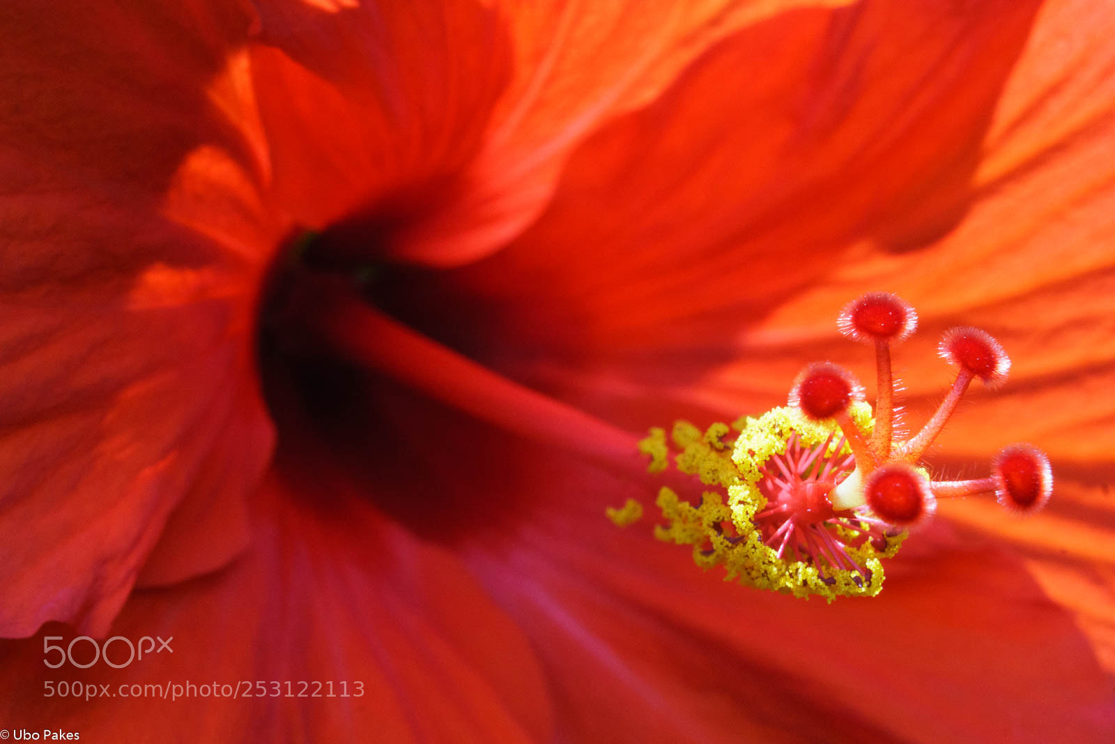 Sony a6300 sample photo. Detail of a hibiscus photography