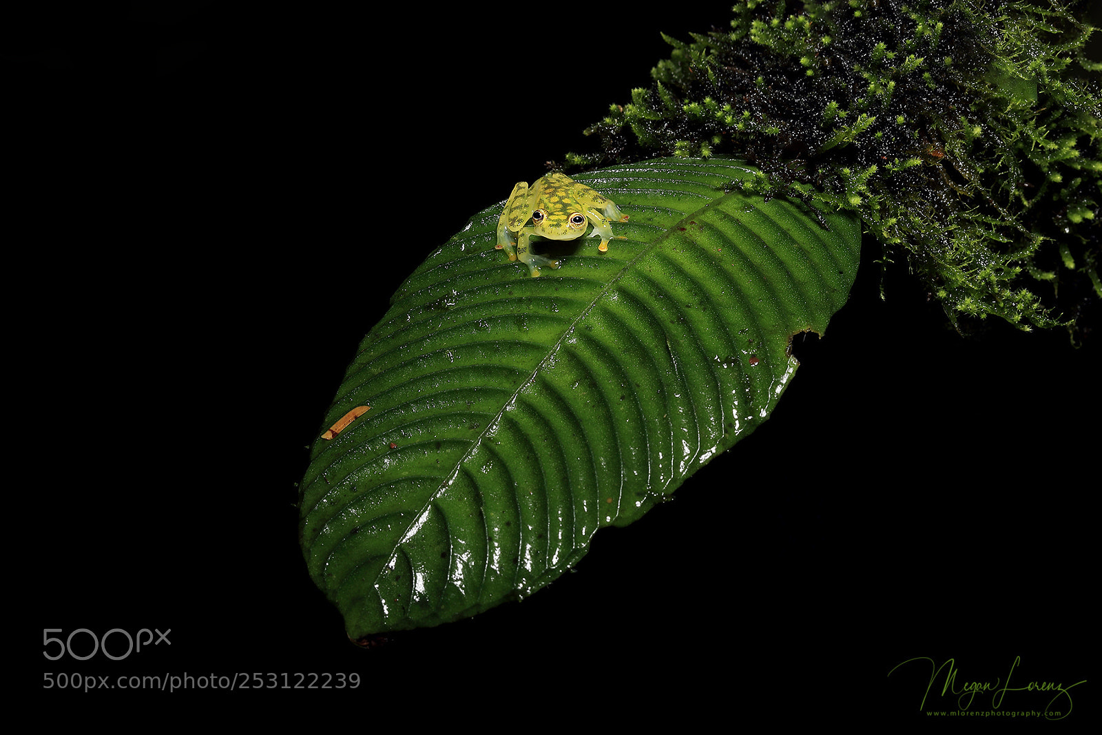Canon EOS-1D X Mark II sample photo. Glass frog photography