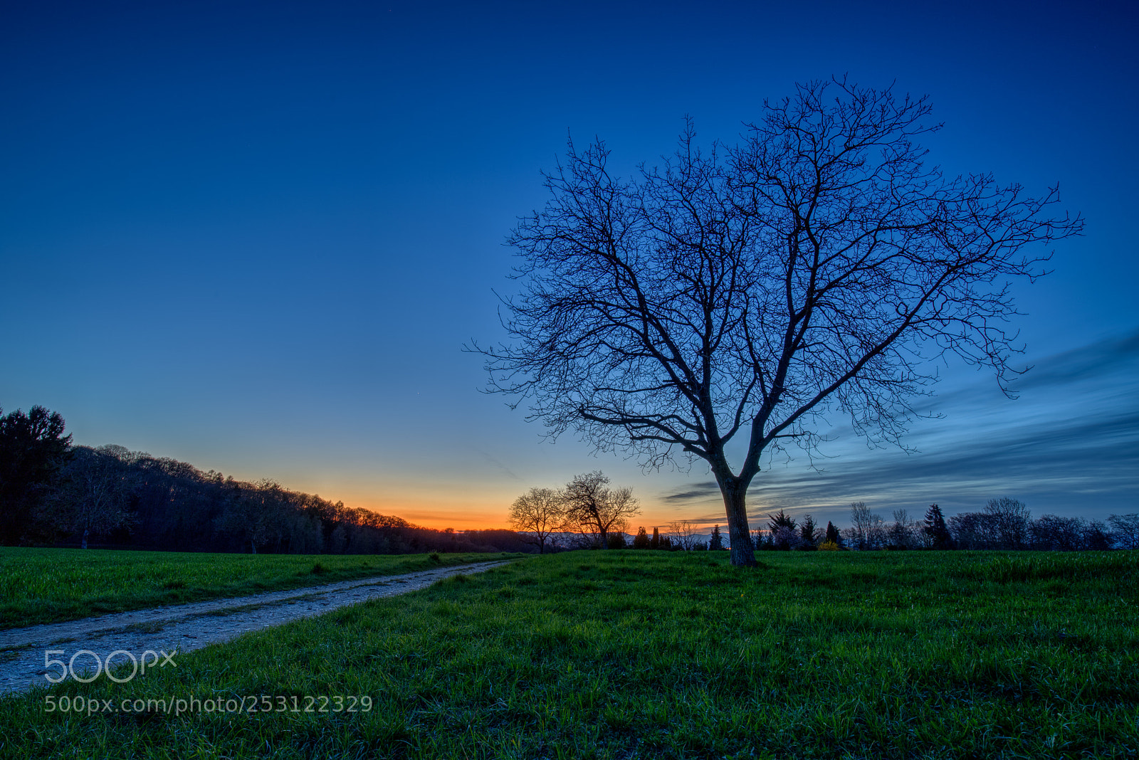 Canon EOS 6D Mark II sample photo. Tree in the sunset photography