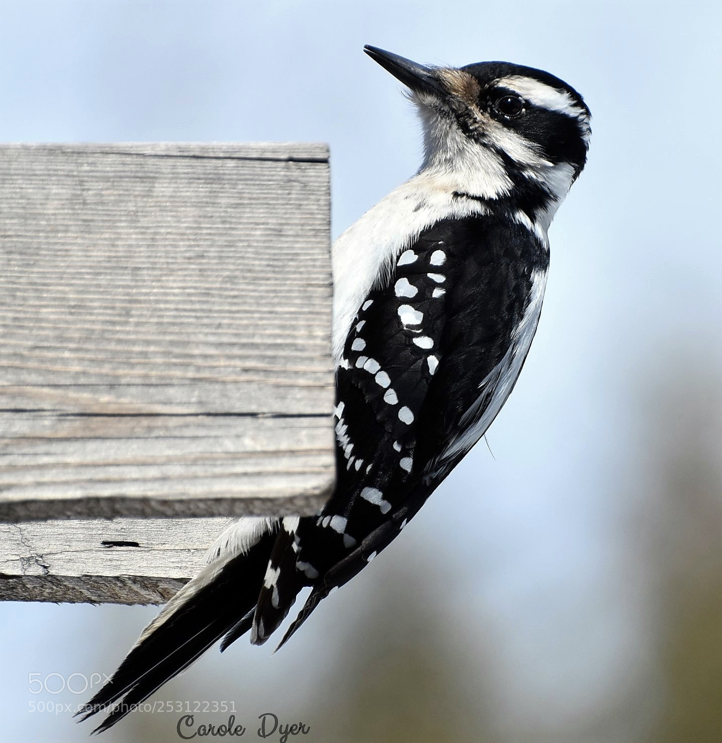 Nikon D5600 sample photo. Hairy woodpecker photography