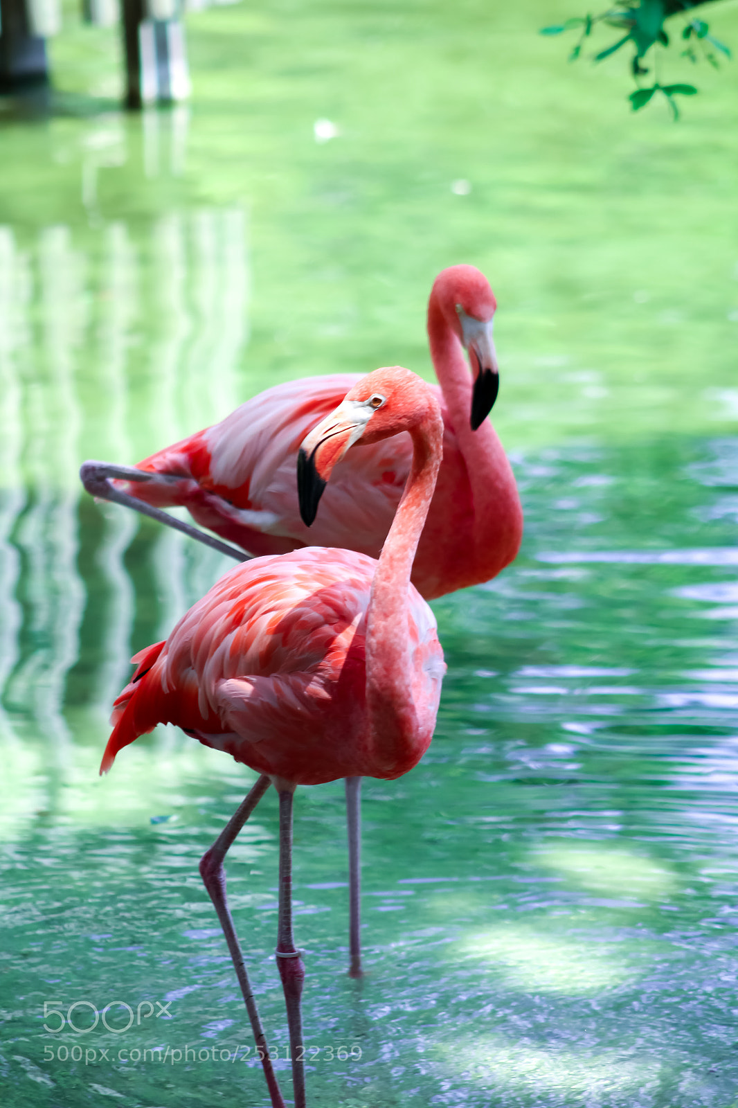 Canon EOS 1300D (EOS Rebel T6 / EOS Kiss X80) sample photo. Beautiful flamingo in a photography