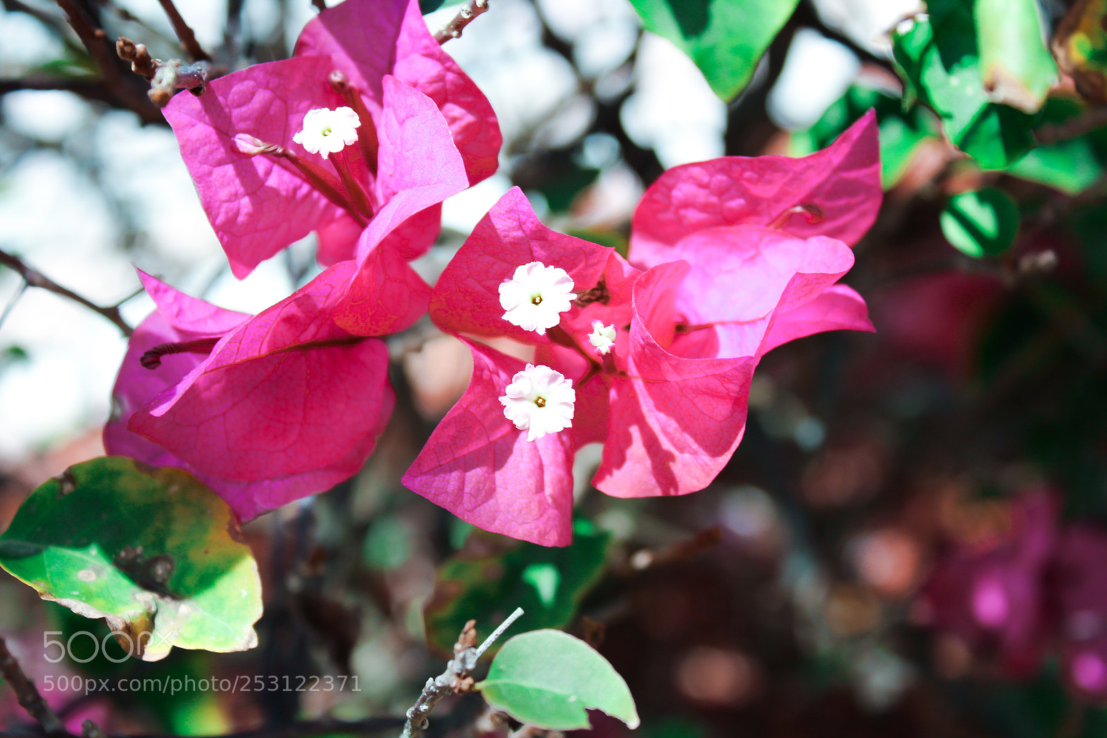 Canon EOS 1300D (EOS Rebel T6 / EOS Kiss X80) sample photo. Bright pink flower in photography