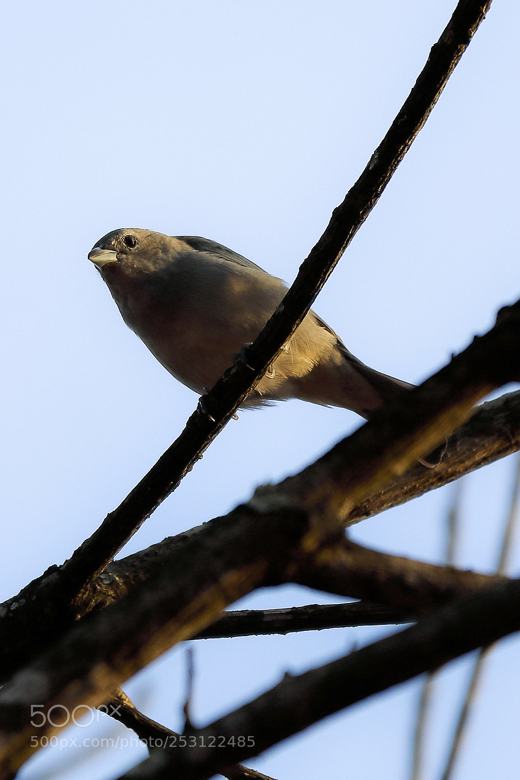 Canon EOS 5D Mark IV sample photo. Nature vibes | birds photography