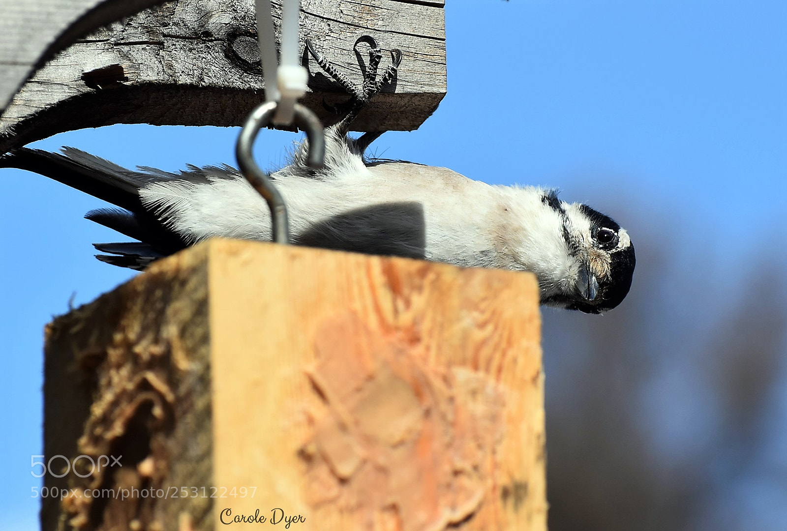 Nikon D5600 sample photo. Is that peanut butter photography