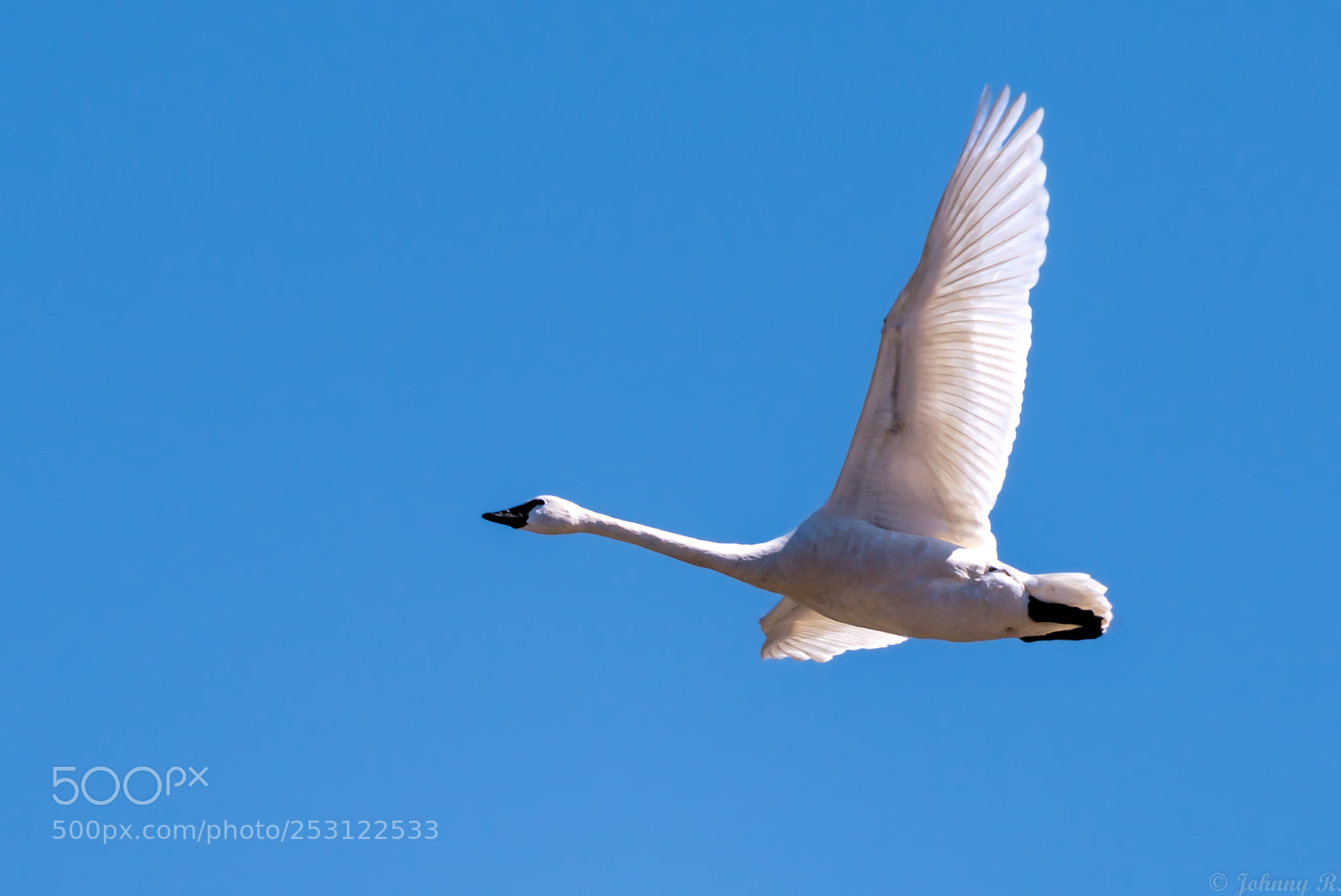Nikon D810 sample photo. White swan photography