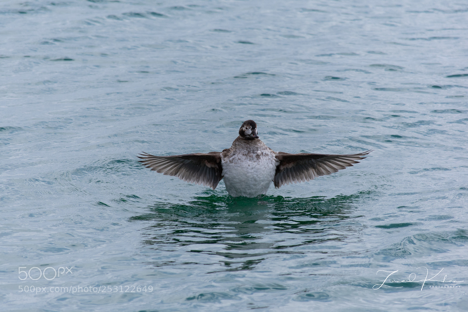 Nikon D3400 sample photo. Female long tail  photography