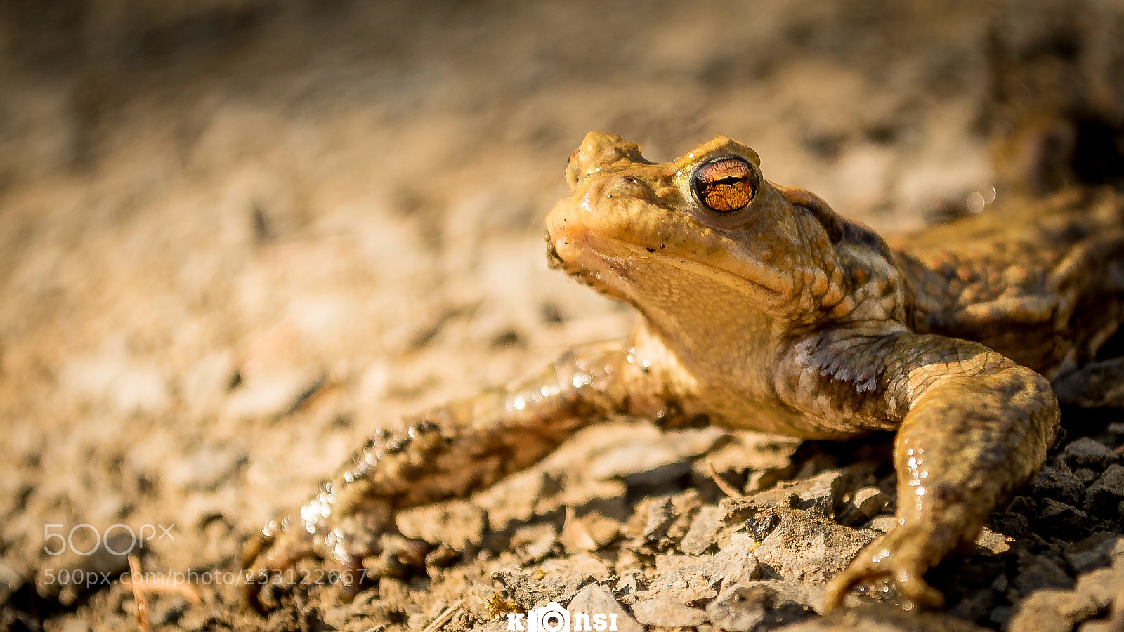 Nikon D5200 sample photo. Frosch frog photography