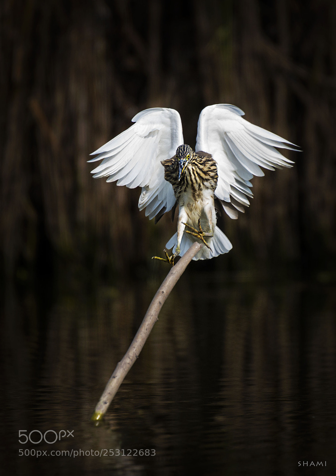 Nikon D800E sample photo. Indian pond heron photography