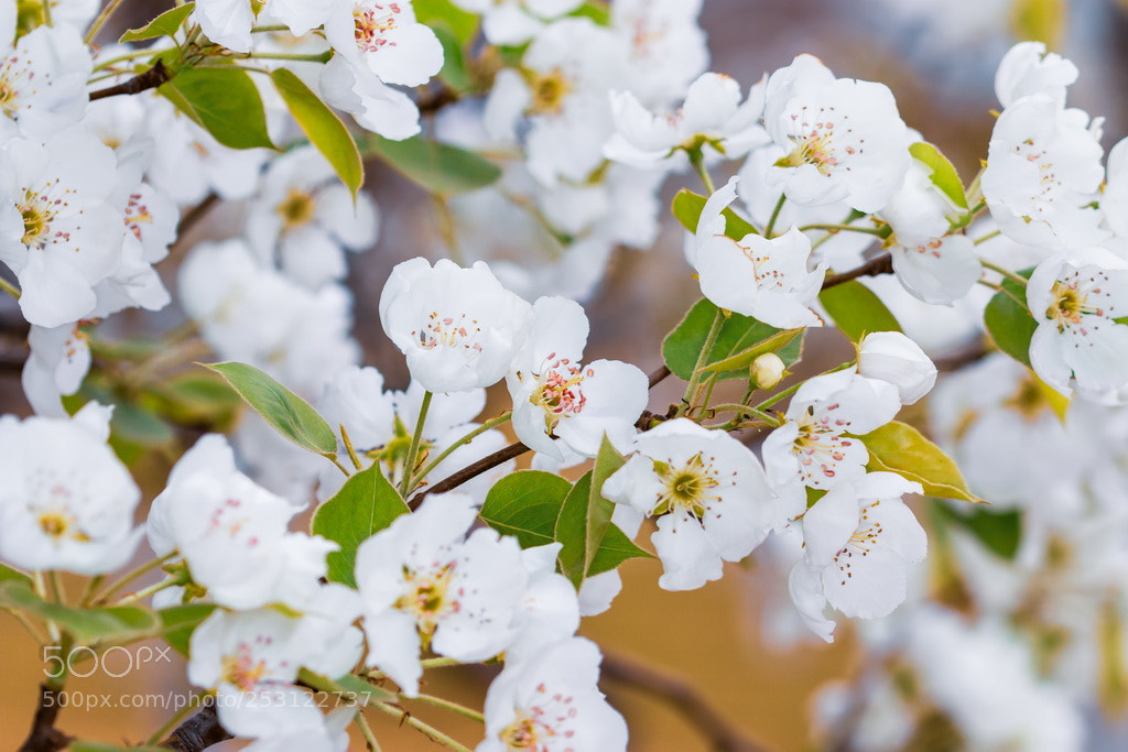 Canon EOS 70D sample photo. Blooming photography