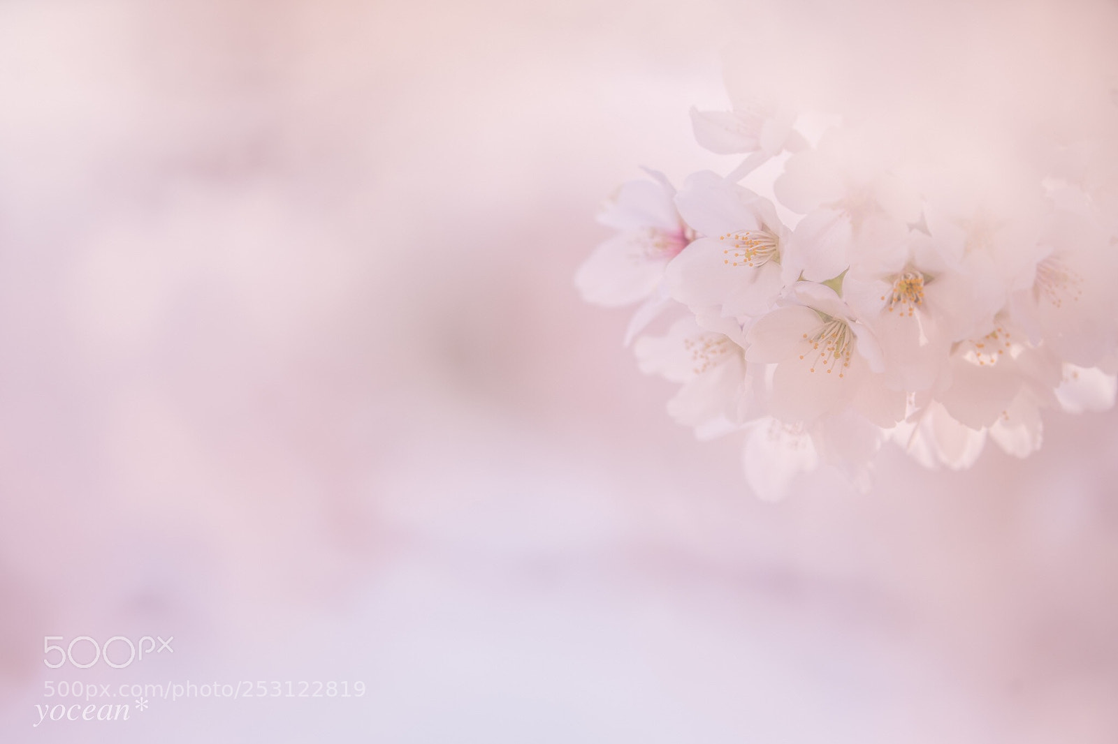 Sony a7 II sample photo. Untitled photography