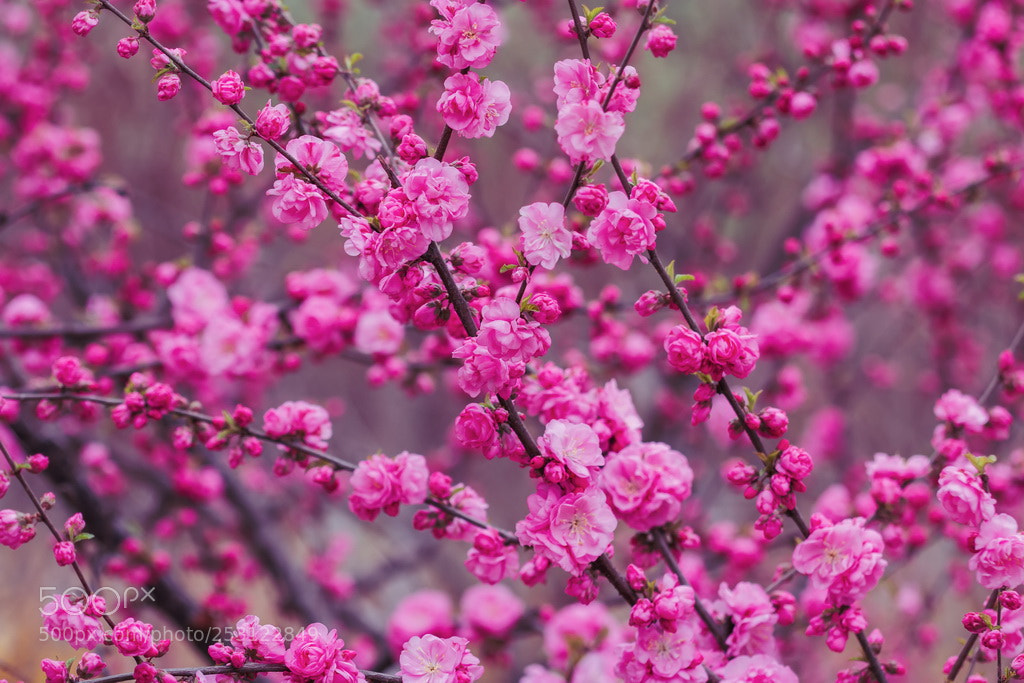 Canon EOS 70D sample photo. Blooming photography