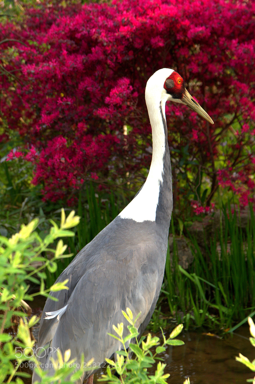 Canon EOS 600D (Rebel EOS T3i / EOS Kiss X5) sample photo. Crane  photography