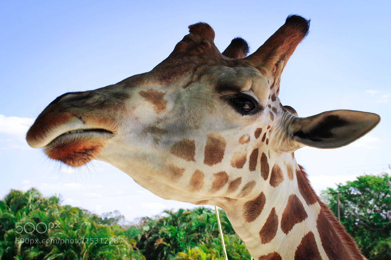 Canon EOS 1300D (EOS Rebel T6 / EOS Kiss X80) sample photo. Amazing giraffe posing to photography