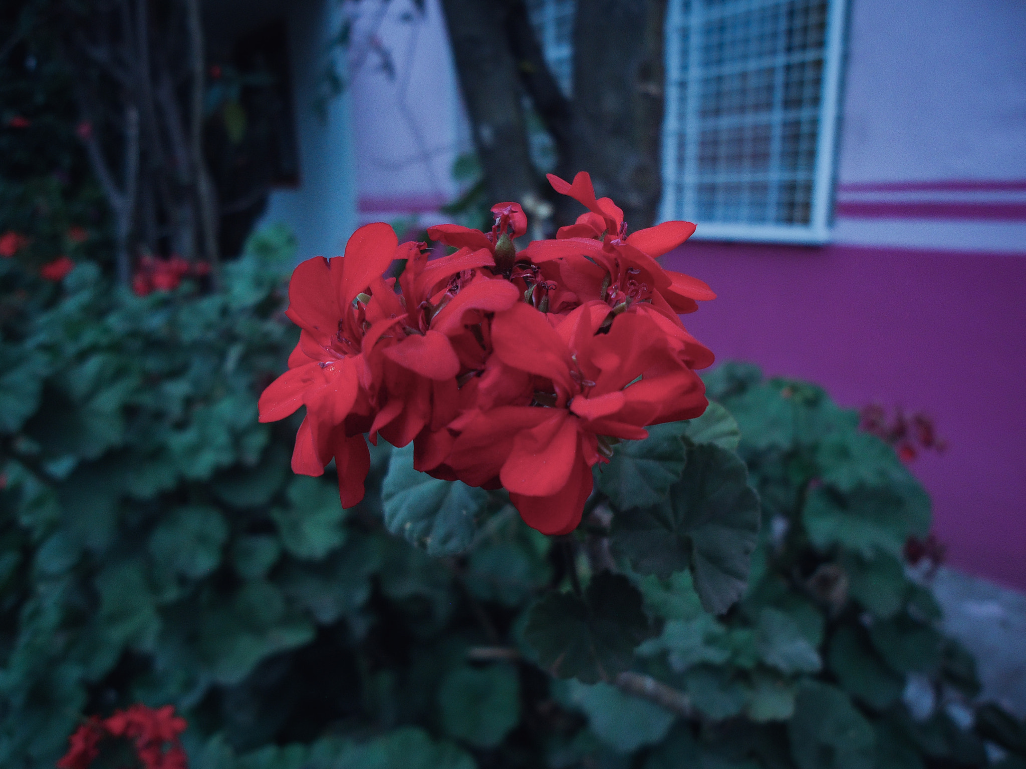 Sony Cyber-shot DSC-W610 sample photo. Red flower photography