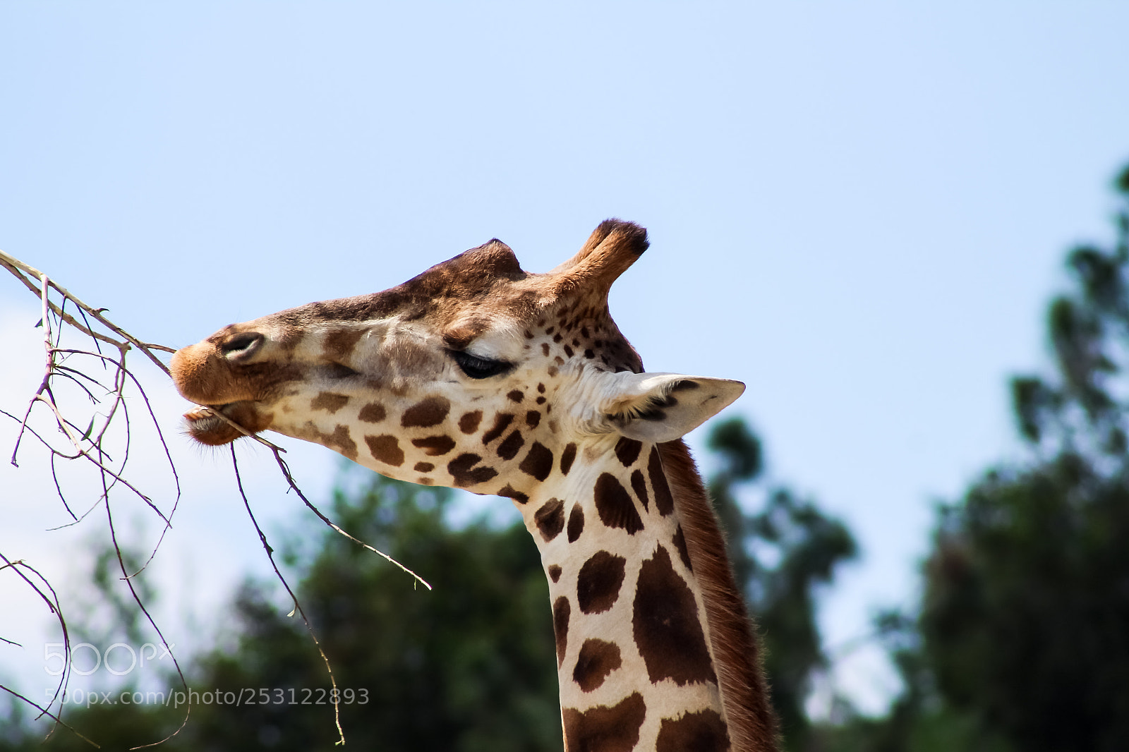 Canon EOS 1300D (EOS Rebel T6 / EOS Kiss X80) sample photo. Amazing giraffe posing to photography