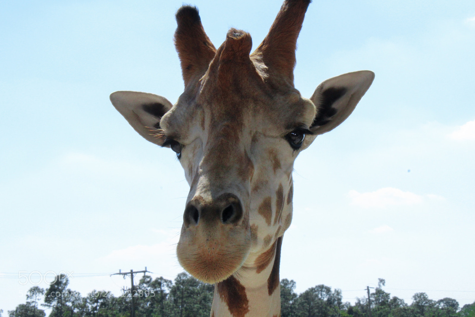 Canon EOS 1300D (EOS Rebel T6 / EOS Kiss X80) sample photo. Amazing giraffe posing to photography
