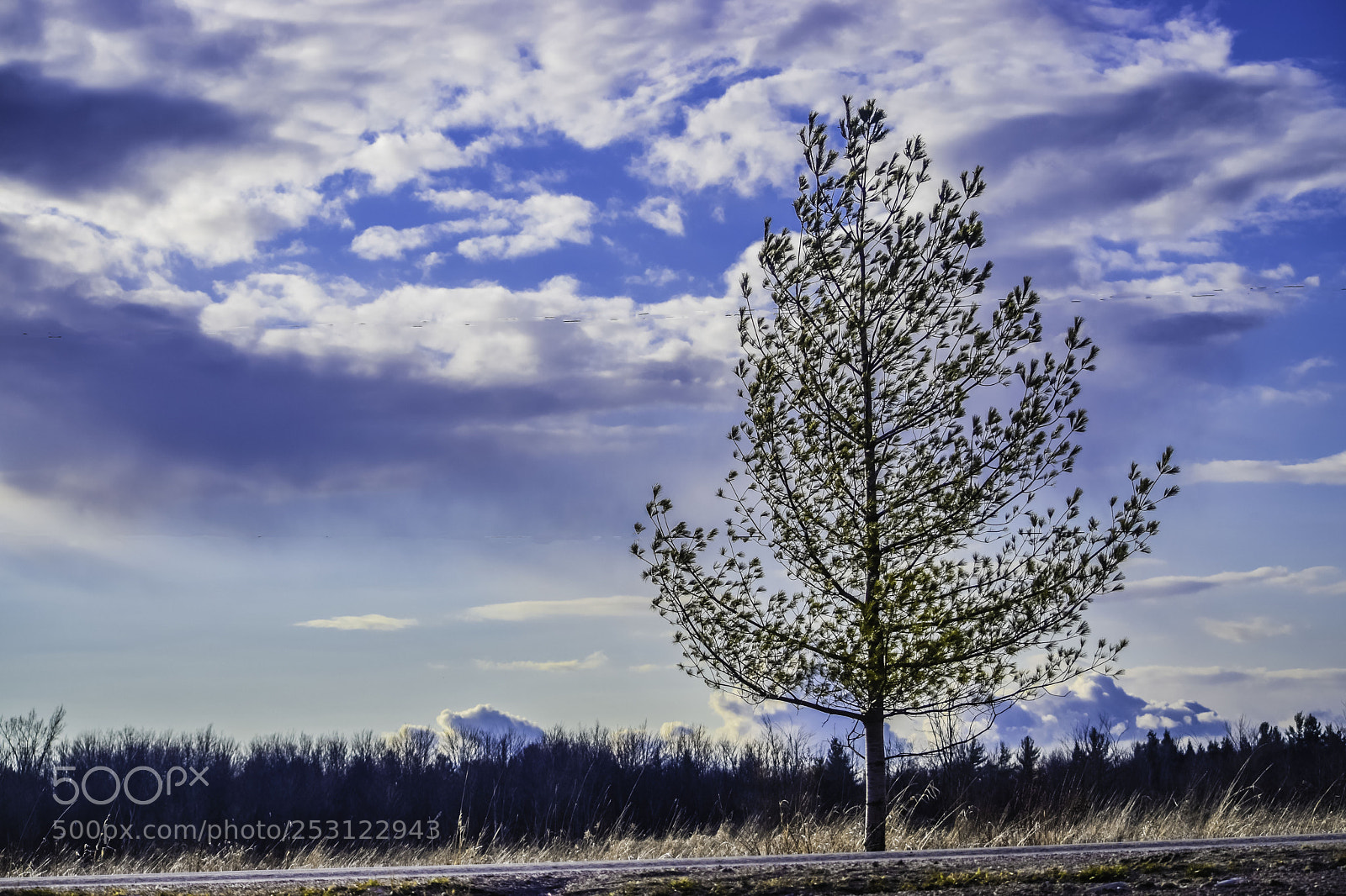 Nikon D5500 sample photo. Tree photography