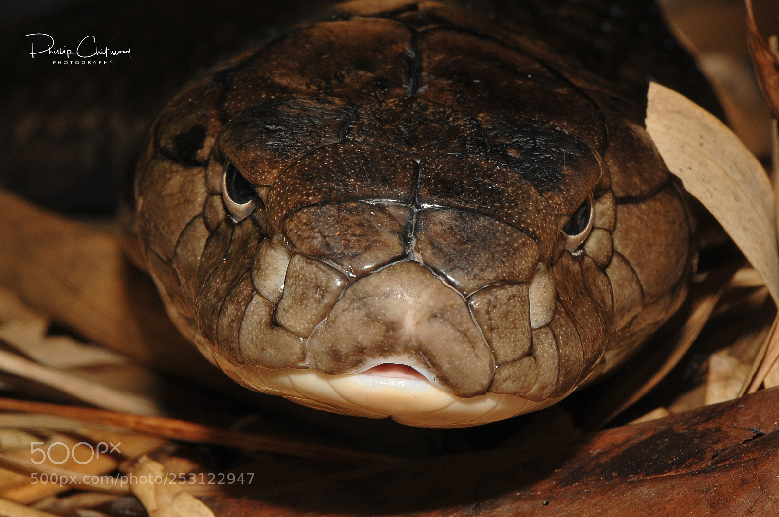 Nikon D300 sample photo. Face to face photography
