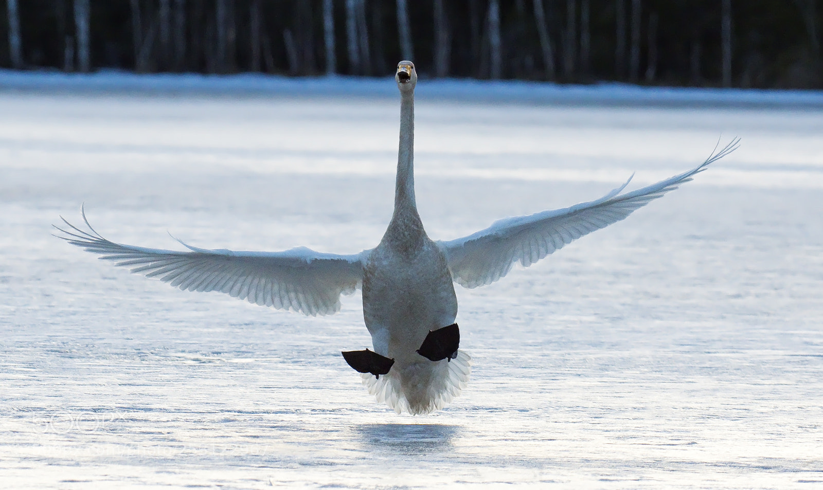 Pentax K-3 II sample photo. Landing gear - check photography