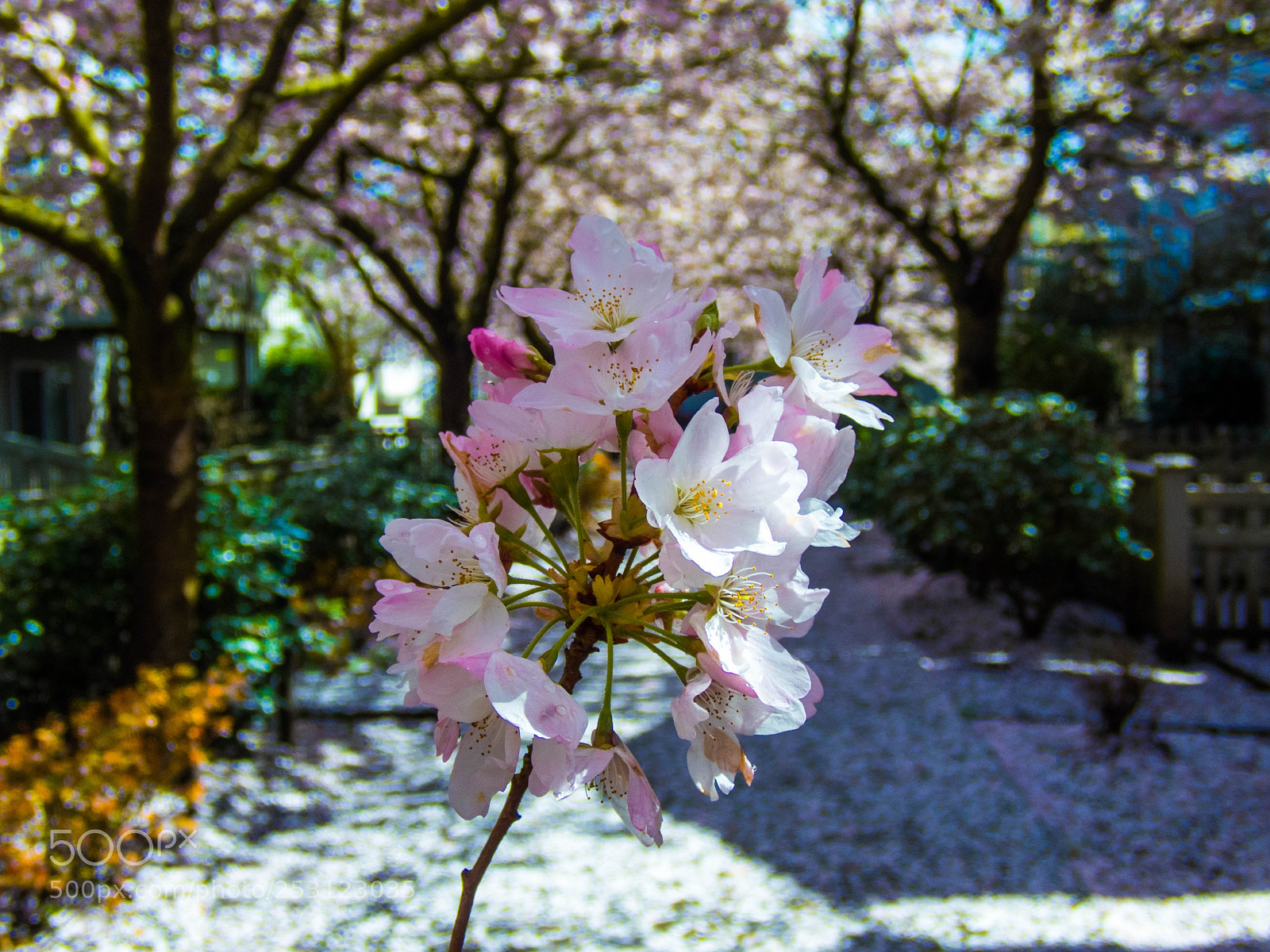 Olympus TG-5 sample photo. Cherry blossom photography