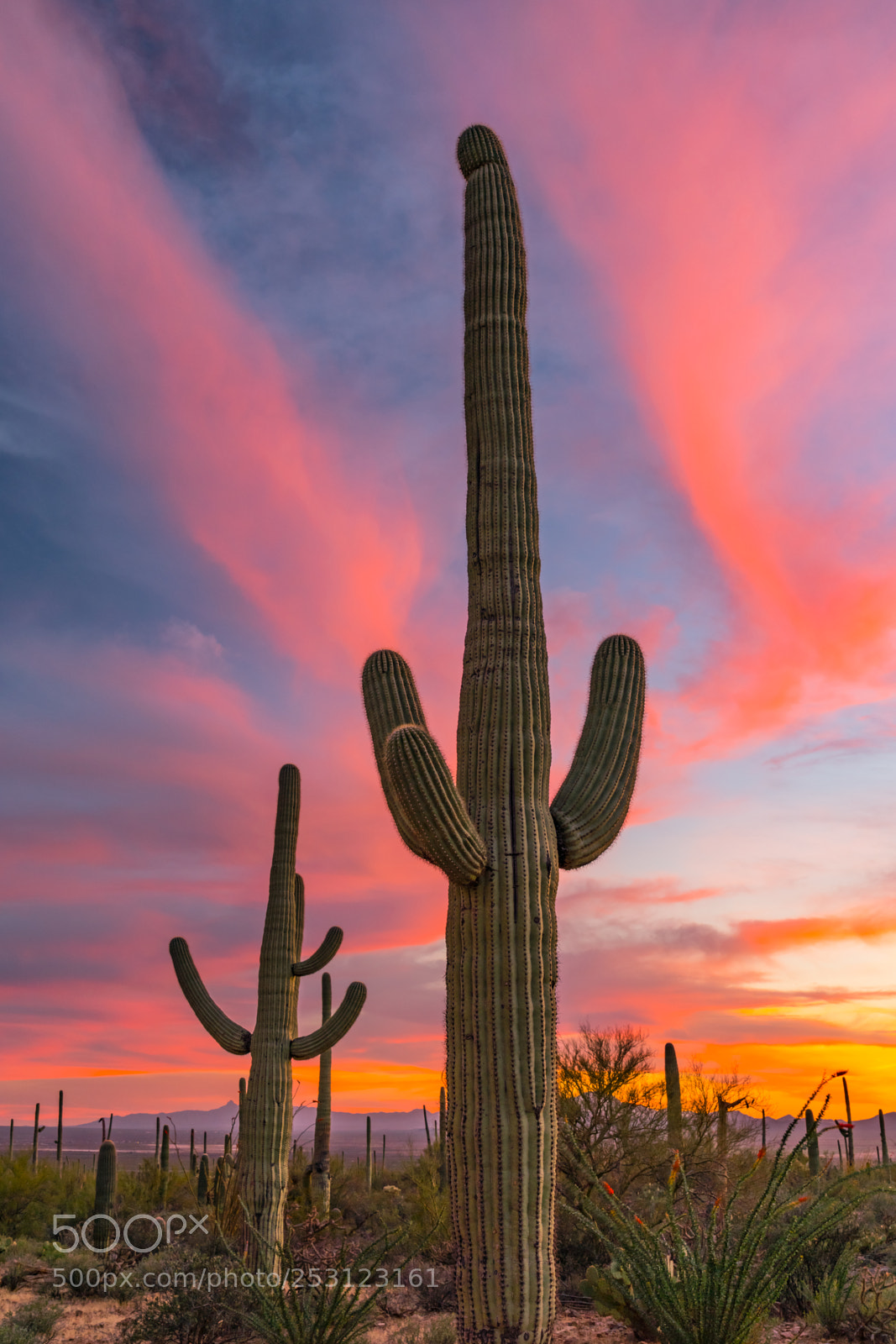 Sony a7R II sample photo. Basking in the glow photography