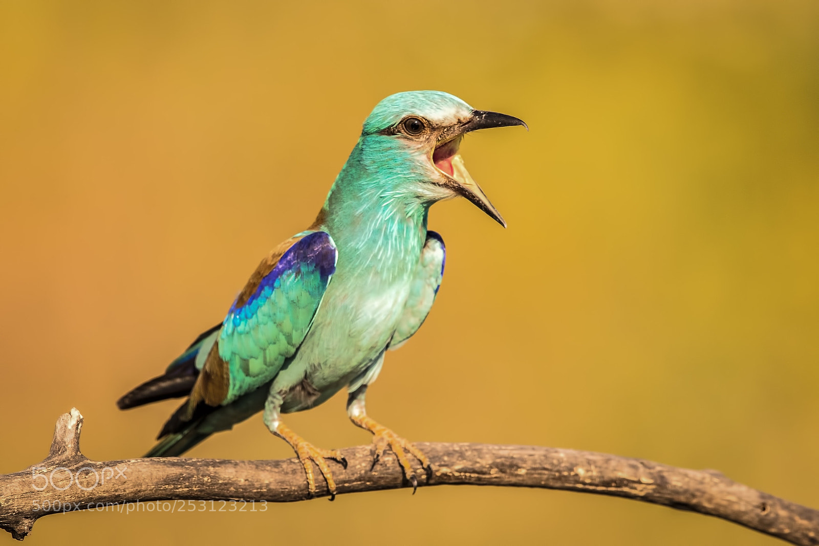 Canon EOS-1D X Mark II sample photo. European roller  photography