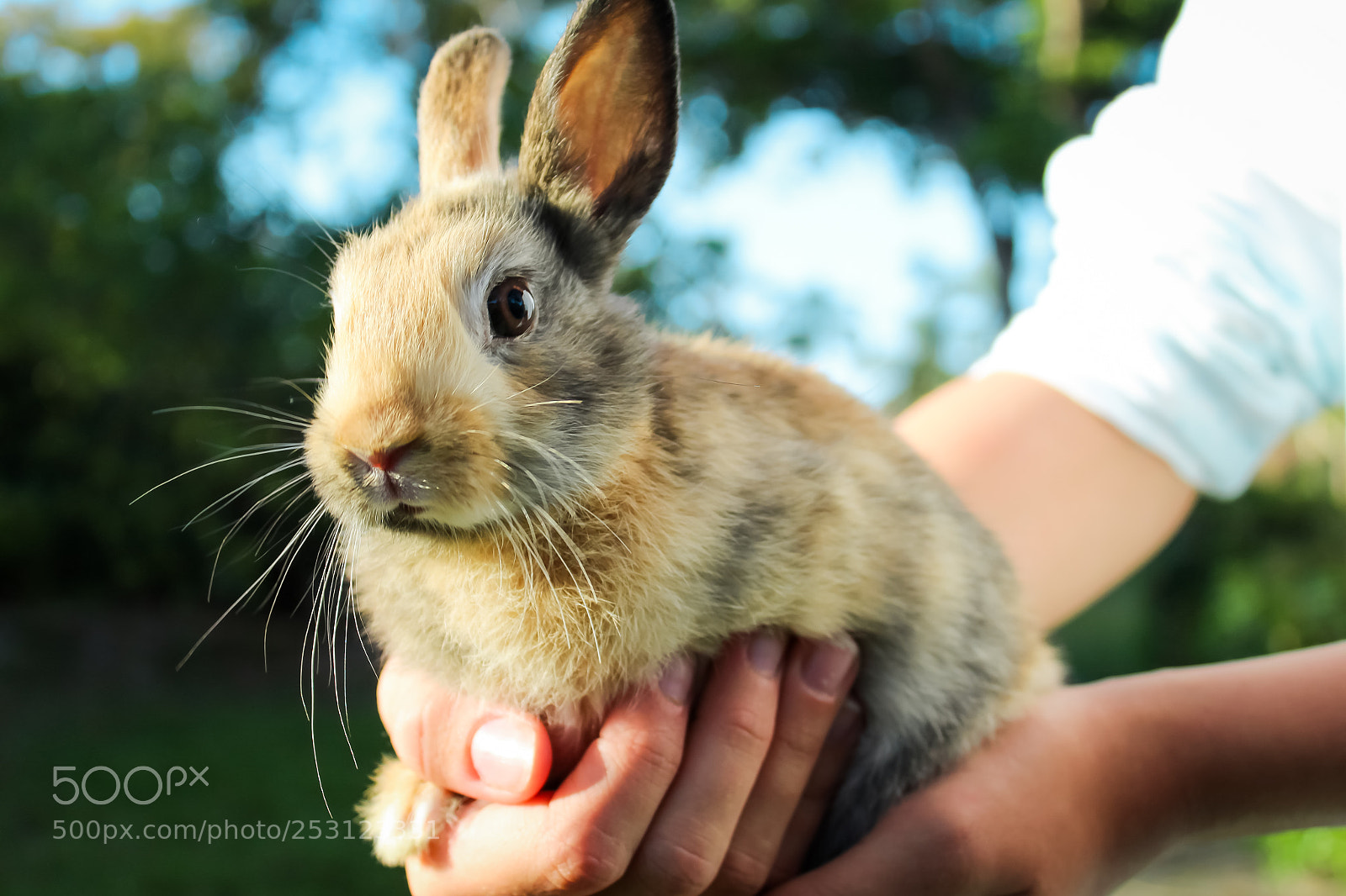 Canon EOS 1300D (EOS Rebel T6 / EOS Kiss X80) sample photo. Cute baby rabbit on photography