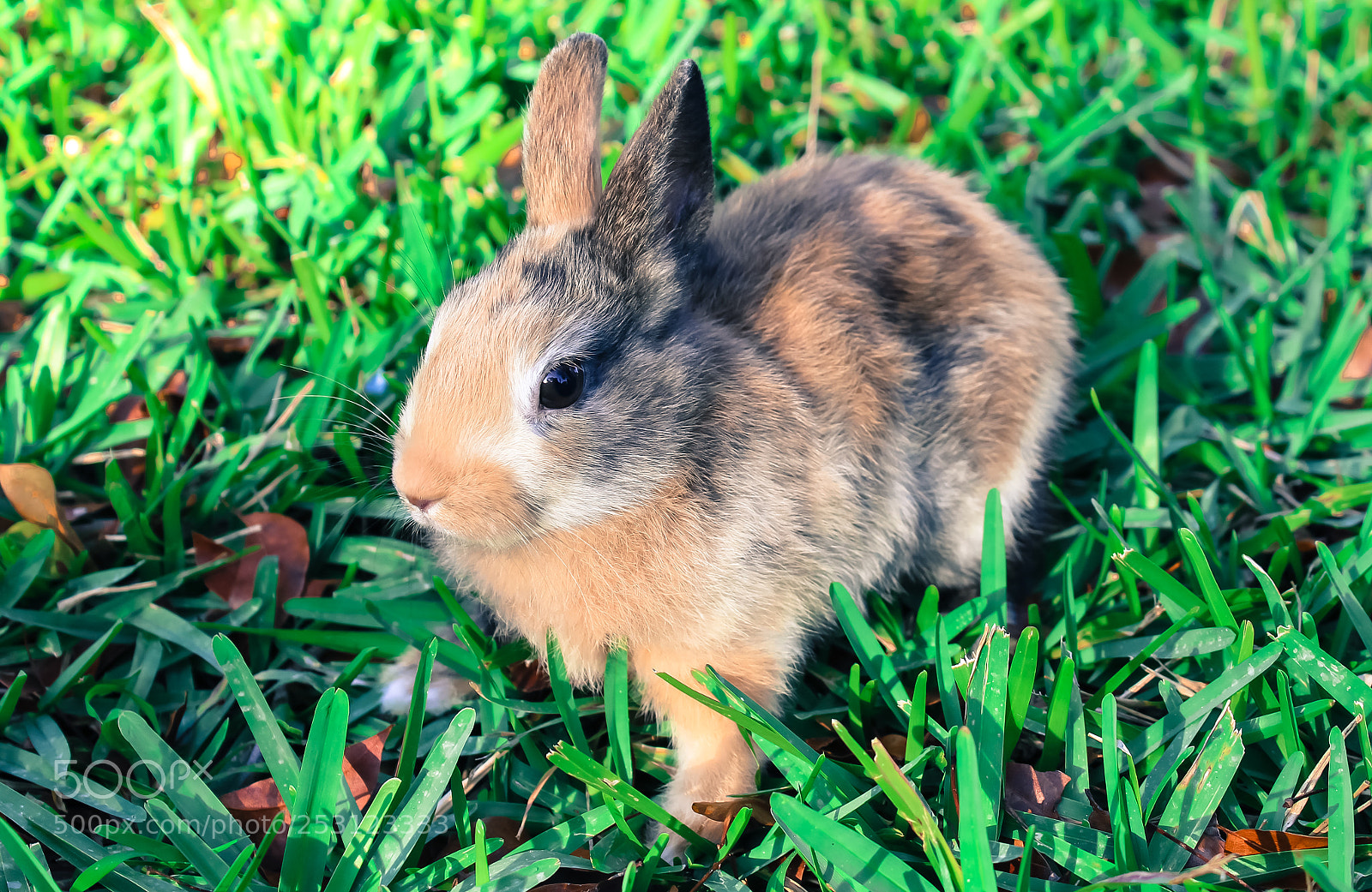 Canon EOS 1300D (EOS Rebel T6 / EOS Kiss X80) sample photo. Cute baby rabbit on photography