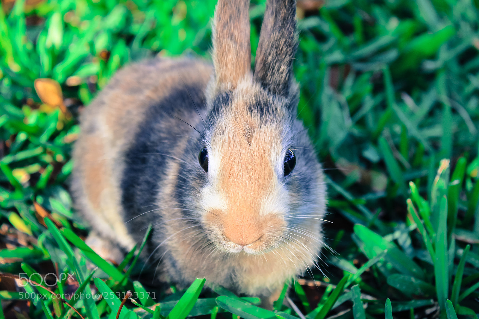 Canon EOS 1300D (EOS Rebel T6 / EOS Kiss X80) sample photo. Cute baby rabbit on photography