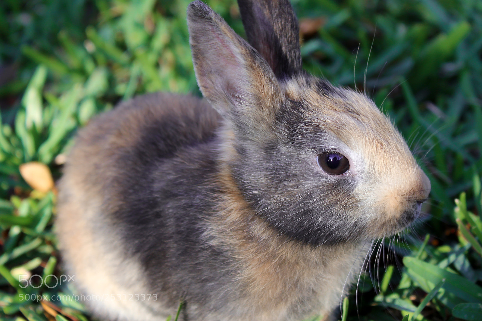 Canon EOS 1300D (EOS Rebel T6 / EOS Kiss X80) sample photo. Cute baby rabbit on photography