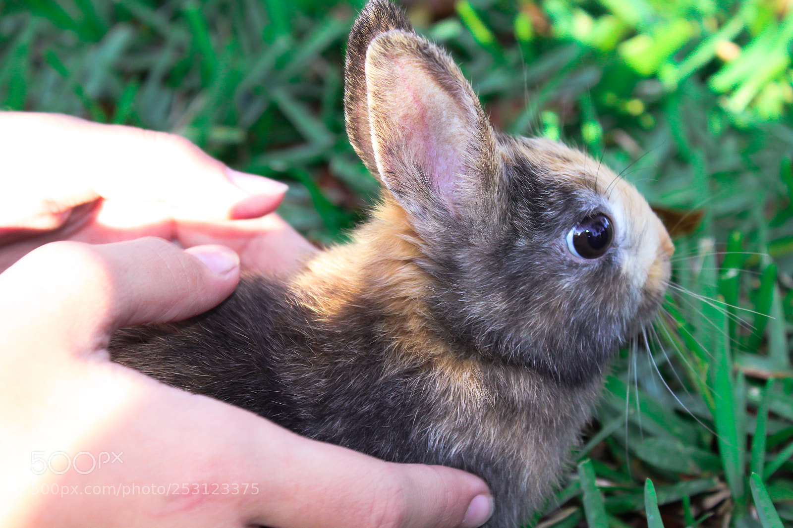 Canon EOS 1300D (EOS Rebel T6 / EOS Kiss X80) sample photo. Cute baby rabbit on photography